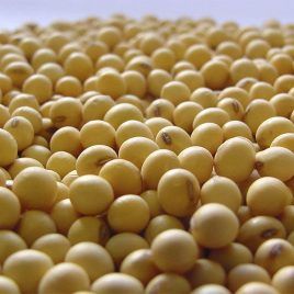 Poroto de Soya